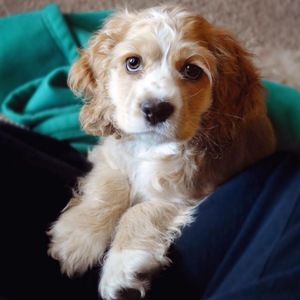 Meet your Posher, Mackenzie